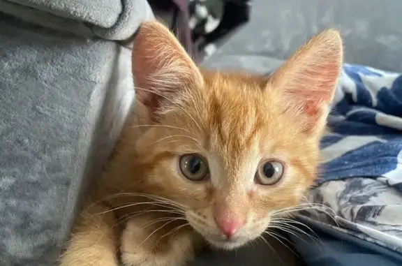 Кошки потеряшки, Орловское, фото: Потеряшка кошка, Пионерский пер., 7