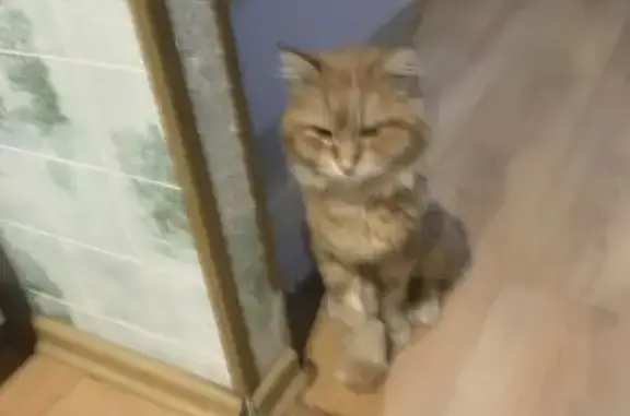 Кошки потеряшки, Динская, фото: Потеряшка кошка на Садовой, 40, Динская