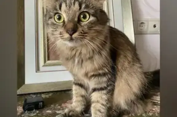 Щербинка: найдена кошка, Чечёрский пр. 30