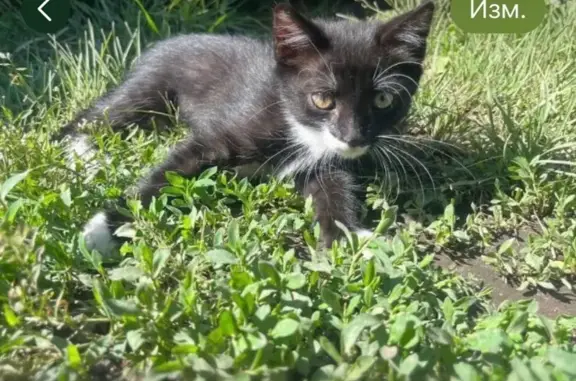 Кошки потеряшки, , фото: Потеряшка котенок, Урожайная ул., Емельяново