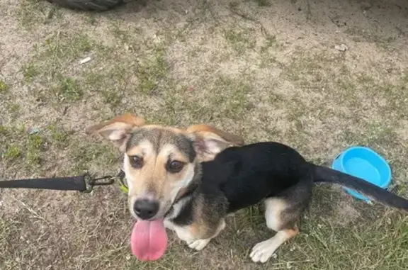 Найдена собака, Мещёрская ул., 1А, Рязань