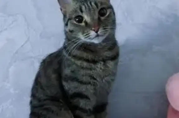 Кошки потеряшки, Чита, фото: Потеряшка кошка, ул. Красных Коммунаров, 19