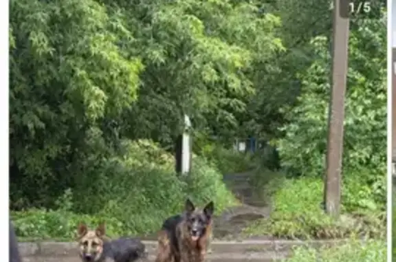 Найдена собака, Екатеринбург, фото: Найдены 2 немца, пр. Ленина, Екатеринбург