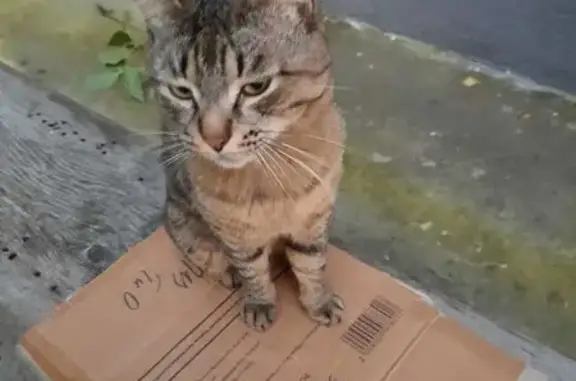 Найдена кошка, пр. Ленина 35, Екатеринбург