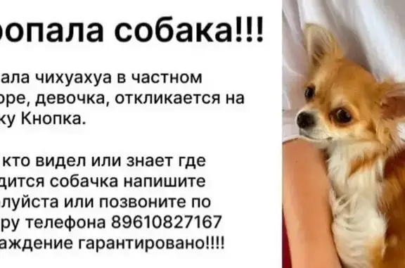 Пропала собака, Черниговская 26, Волгоград