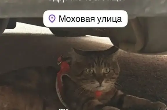 Найдена кошка, Санкт-Петербург, фото: Кот найден на Оружейника Фёдорова, 15