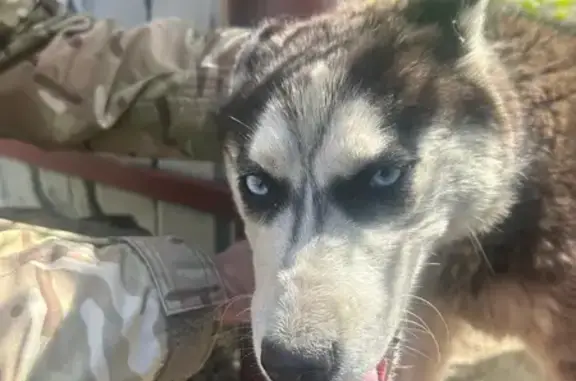 Собака найдена: Засопочная ул, 46, Чита