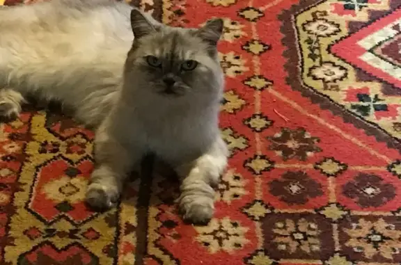 Кошки потеряшки, Сычёво, фото: Потеряшка кошка, 75К-138, Козырёвское сельское поселение