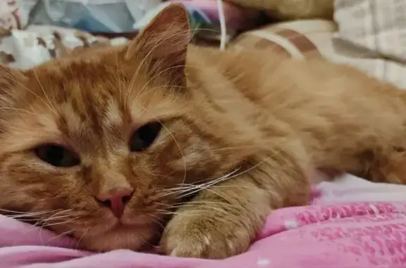 Пропала рыжая кошка, ул. Чехова, 16/8