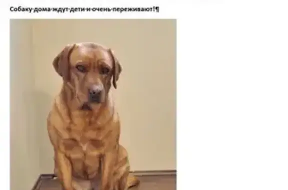 Пропала собака, Тарбушево, Набережная 101