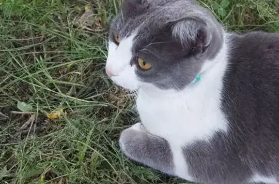 Найдена кошка, Муром, фото: Кошка найдена в парке на Московской, Муром