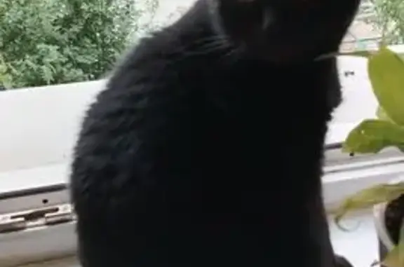 Пропала кошка, ул. Маяковского, Сургут