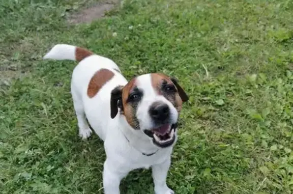 Найдена собака, Новочебоксарск, фото: Найдена собака, «Вятка», Новочебоксарск