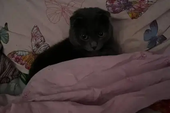 Кошки потеряшки, Муравленко, фото: Потеряшка кошка у подъезда, Муравленко 35