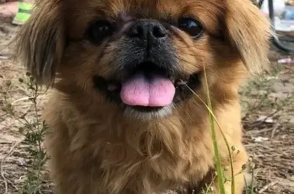 Пропала собака, Бурановка, оз. Молоково