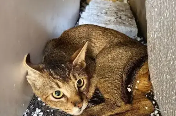 Найдена кошка, Краснодар, фото: Найдена вислоухая кошка, проезд Каляева, 35