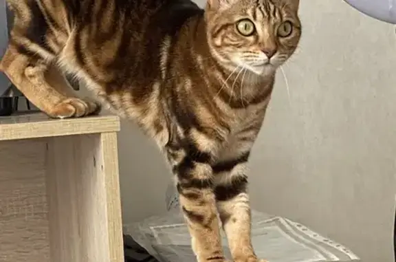 Кошки потеряшки, Златоуст, фото: Потеряшка кошка, ул. Румянцева, 95