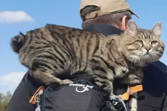 Кошки потеряшки, Сатка, фото: Потеряшка кошка, Бакальская 1, Сатка