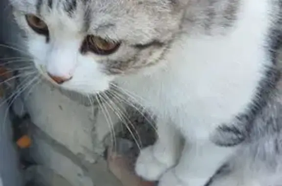 Кошка найдена: Лужская ул., 21, Волгоград