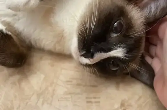 Кошки потеряшки, Красноярск, фото: Потеряшка кошка, ул. Шевченко, 13, Крск