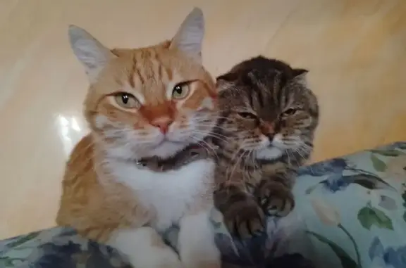 Кошки потеряшки, Гайдук, фото: Потеряшка кошка, ул. Мира, 23А, Гайдук