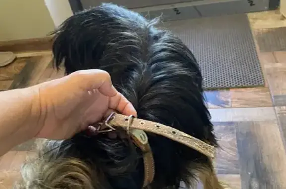 Собака найдена: Виноградный пер., Раевская - photo