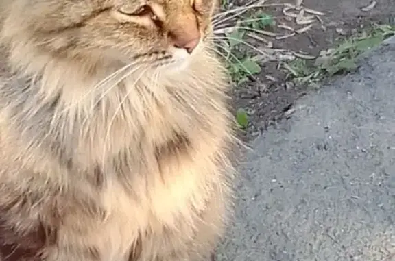 Найдена кошка, ул. Мира, 27, Южноуральск