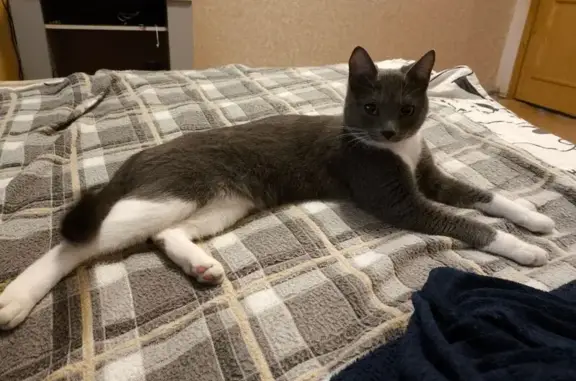 Найденные животные Нижневартовск, фото: Найдена кошка, ул. Нефтяников 3, подъезд 2