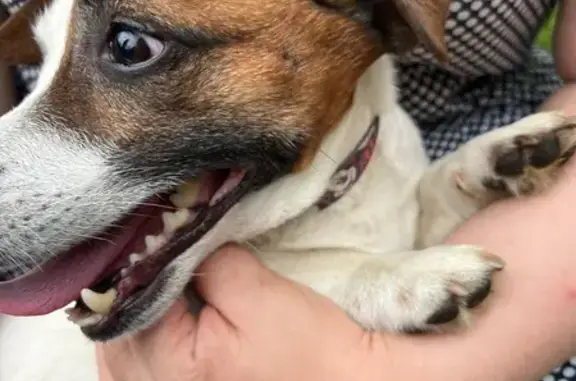 Найдена собака, Чувашия, 