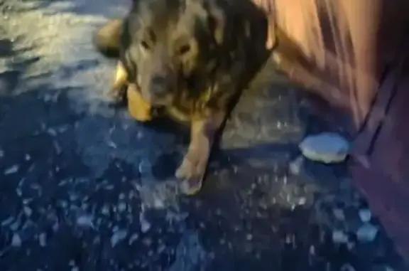 Собака найдена: Тельмана 32 к4, СПб