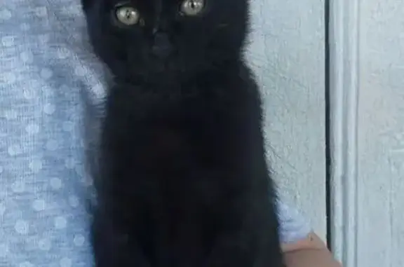 Кошка найдена: Малиновая Гора, 25