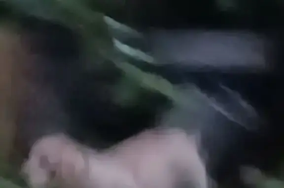 Найдена собака в ошейнике, Курган