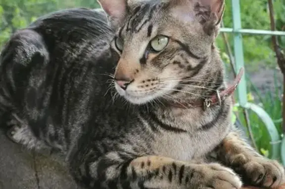 Пропала кошка, 1-я Потребительская, Челябинск