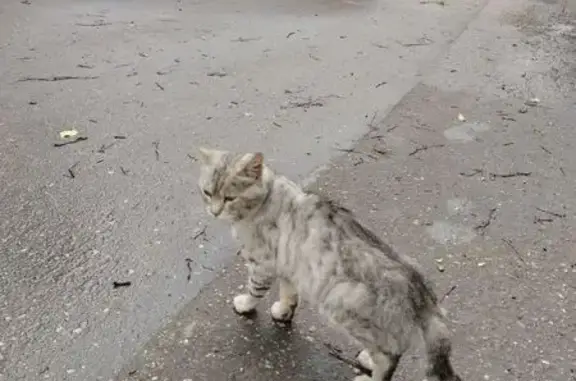 Найдена кошка, Нижний Новгород, фото: Кошка найдена: ул. Адмирала Васюнина, НН