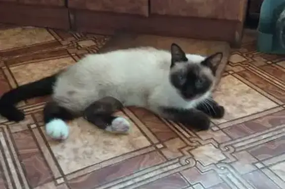 Найдена кошка, Кострома, фото: Сиамская кошка найдена, ул. Свердлова 48