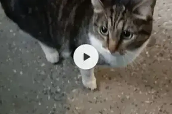 Кошка найдена: Генерала Фролова, 3, Петрозаводск