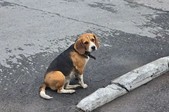 Собака найдена на ул. Фурманова, 7, Омск
