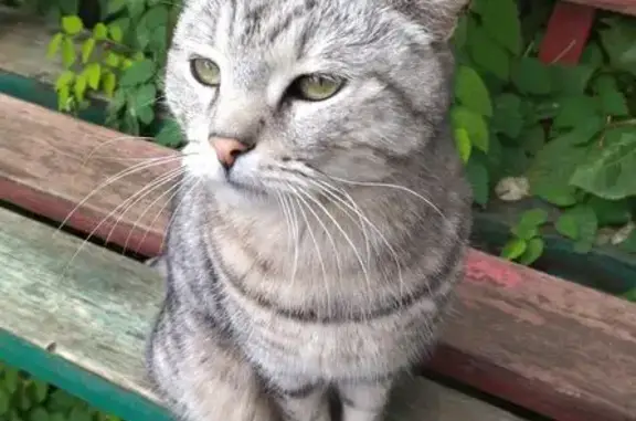 Найдена кошка, Оса, фото: Крупная серая кошка найдена на Горького, 86