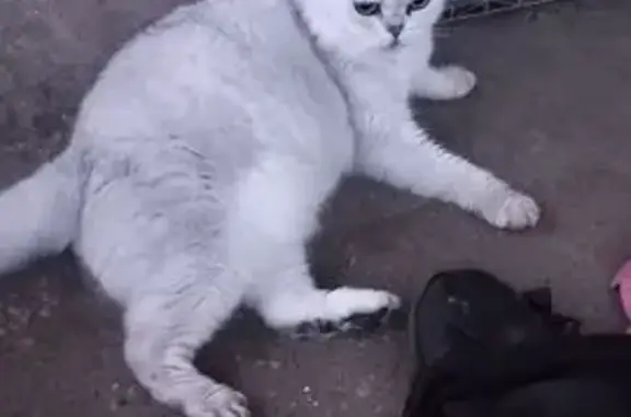 Кошка найдена: 1-й Овражный пер., Тула