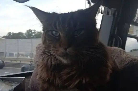 Кошки потеряшки, Краснооктябрьский муниципальный округ, фото: Потеряшка кошка у 