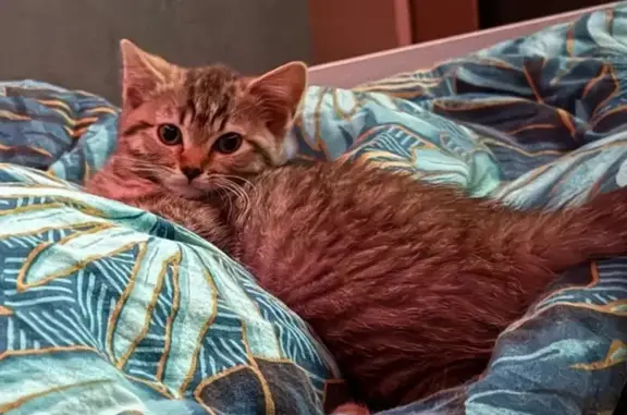 Пропала кошка, ул. Виноградова 36, Котлас
