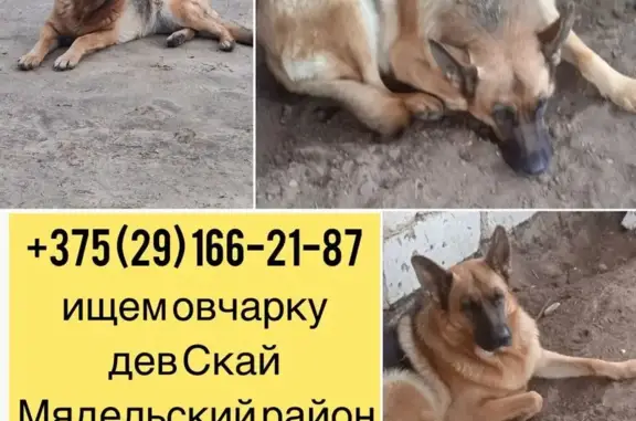 Пропала собака, Слобода, Н9194