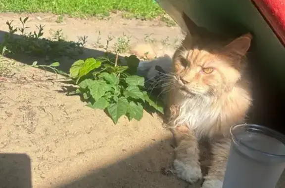 Найдена кошка, Воронеж, фото: Кошка найдена: Воронеж, Московский пр-т, 102