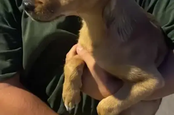 Найдена собака, Уфа, фото: Собака найдена: Уфа, Ленина 7