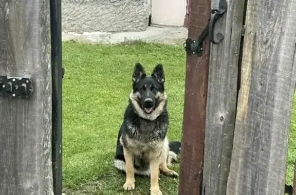 Пропала собака, Мядельский с/с, Минск.