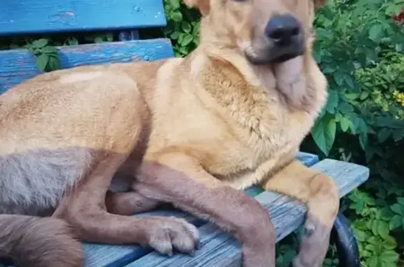 Найдена собака, Нижняя Дуброва 15, Владимир