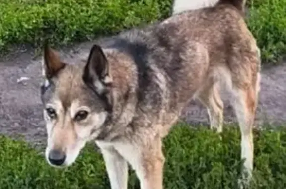 Найдена собака, Марьино, фото: Собака найдена: Лесная ул., 62