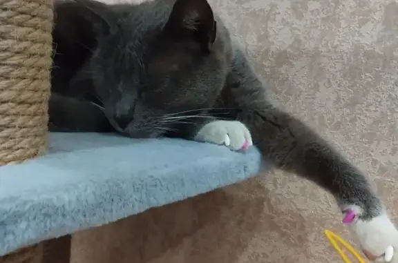 Кошка найдена: Беловежская ул, 19 к3, Тюмень