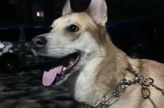 Найдена собака, Череповец, фото: Найдена собака, Любецкая ул. 47, Череповец