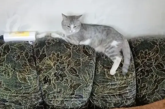 Кошки потеряшки, Южноуральск, фото: Потеряшка кошка, Садовый проезд, 17